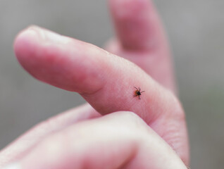 Tick season. Lyme disease - caused by tick bites. - obrazy, fototapety, plakaty