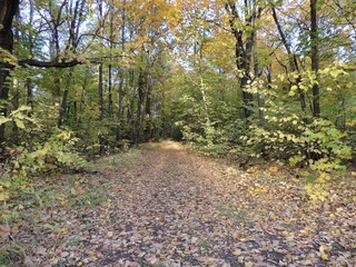 Obraz premium Forest road, on a clear, sunny day, in early autumn.