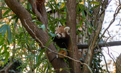 Red Panda