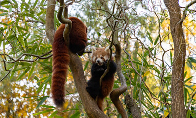 Obraz premium Red Pandas