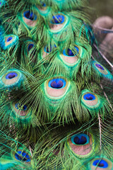 Detail of the beautiful white feathers of a peacock