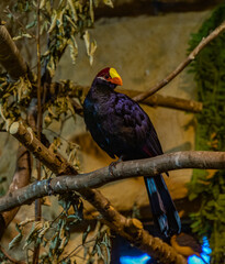 Violet Turaco