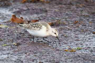 Sanderling an der Ostsee