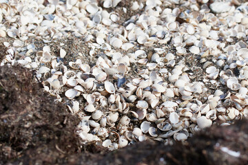 Schalen der Herzmuschel (Cardiidae) an der Ostsee im Herbst