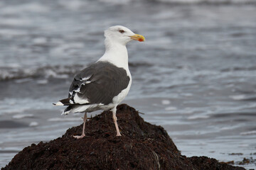 Mantelmöwe (Larus marinus) an der Ostsee