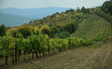 Obraz premium vineyard