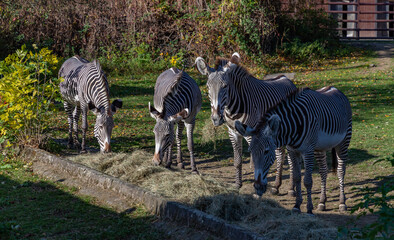 Grevy's Zebras