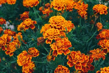 Fototapeta na wymiar Closeup of orange flowers field