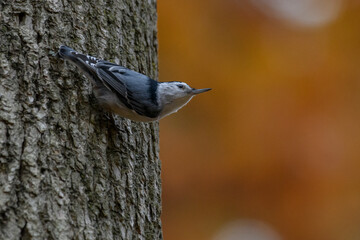 White-breasted Nuthatch in Autumn