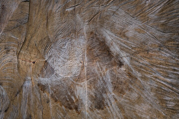 Background, texture. Cross cut of a tree.
