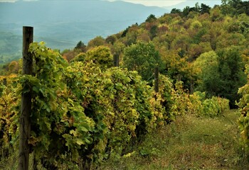 vineyard in region country