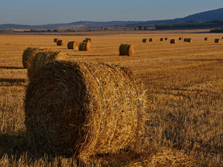 Straw bales in a cereal field early in the morning, Almansa, Spain