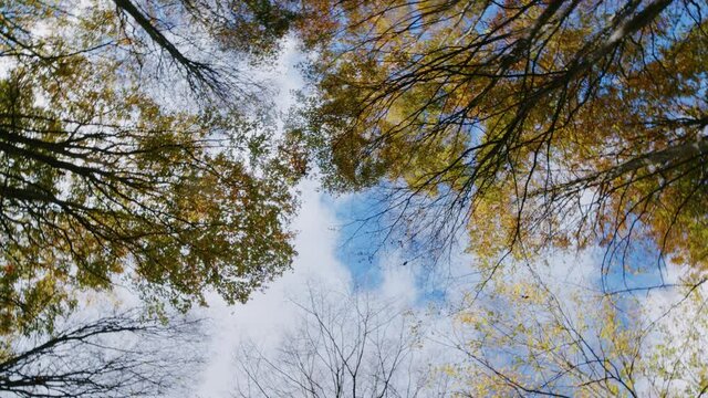Vista verticale alberi in Autunno
