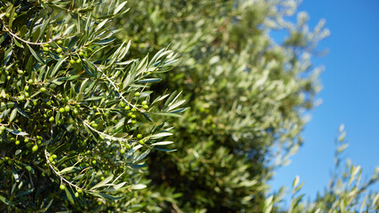 Closeup of a olive branch with leaves and green olives. Olive tree close up in Greece, Corfu. Mediterranean plant.