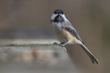 Chickadee posing