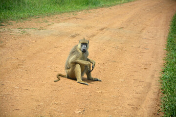 Obraz premium Adult yellow baboon sitting on the road. Mikumi national park, Tanzania