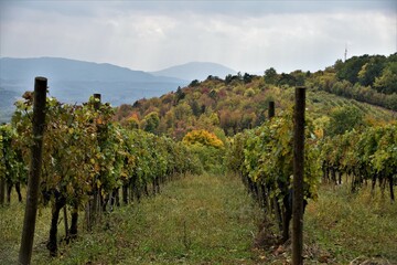 Fototapeta na wymiar vineyard in region Serbia