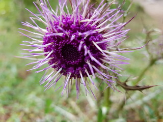 bee on thistle