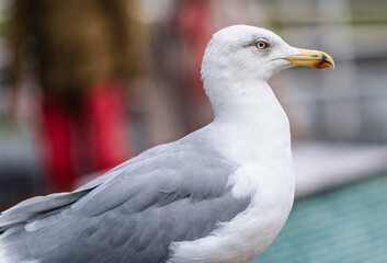 european herring gull on the streets of Istanbul, Turkey