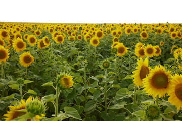 Sunflower natural background in the summer sunshine color image