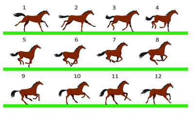 Horse running animation. Twelve key positions of horse running. Vector illustration isolated on white background.