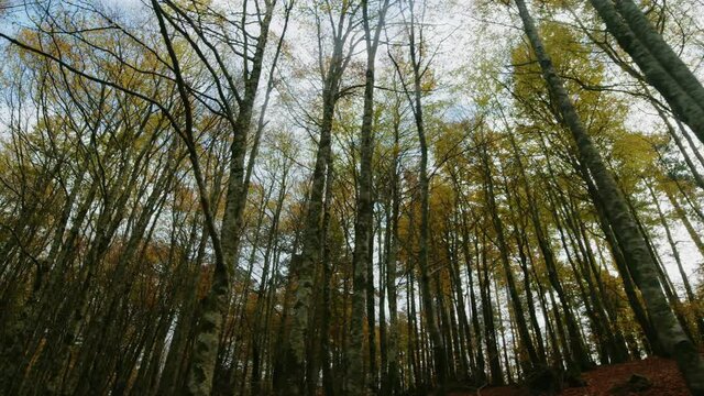 Foresta italiana in Autunno