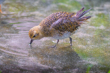 european golgen plover