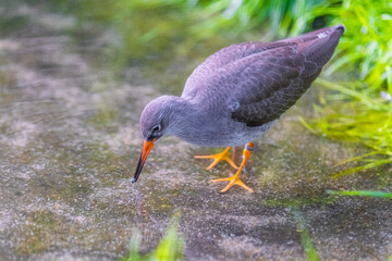 common redshank