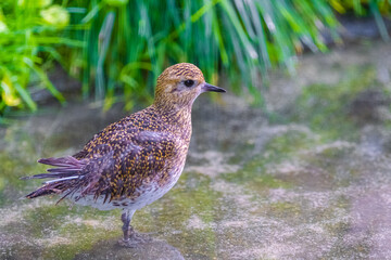 european golgen plover