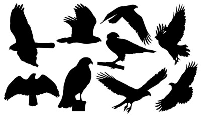 Hawk Bird Silhouette Hawk Bird Vector