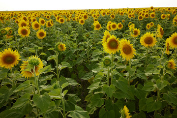 bright sunflower field against a blue sky harvest season
