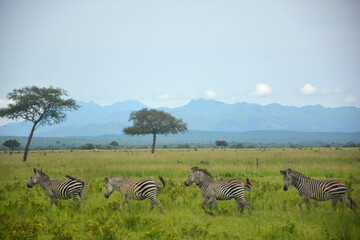 Fototapeta na wymiar Panoramic view of savannah landscape with herd of zebras running. Mikumi national park, Tanzania