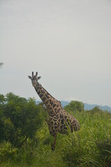 Wild african giraffe staring into the camera. Mikumi national park, Tanzania
