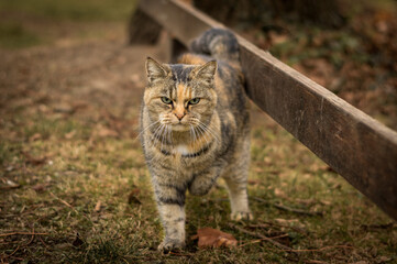 Beautiful feral tabby cat outdoors with hurt leg, warm autumn colors - obrazy, fototapety, plakaty