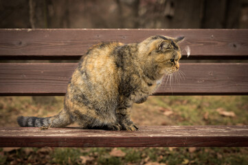 Beautiful feral tabby cat outdoors with hurt leg on the bench, warm autumn colors