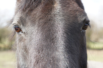 close up of a horse