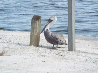 pelican on the beach