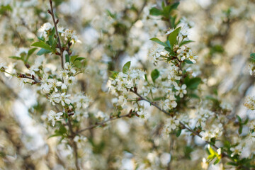 Beautiful  blooming cherry tree, white flowers in garden on background sky