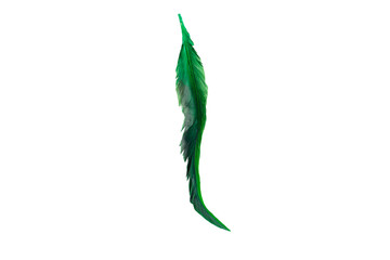 Green feather isolated on white background.