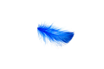 Blue feather isolated on white background.