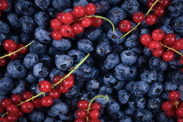 Blackberry, raspberry, blueberry,  red currant and mint background.