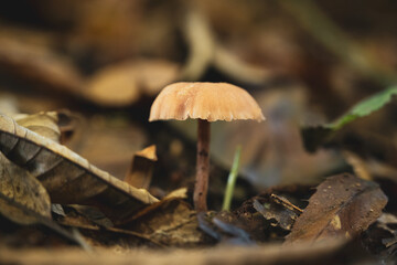 Mushroom in the forest floor