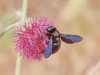 bug on a flower