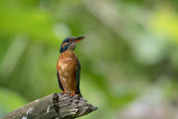 Eisvogel