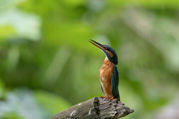 Fototapeta premium Eisvogel
