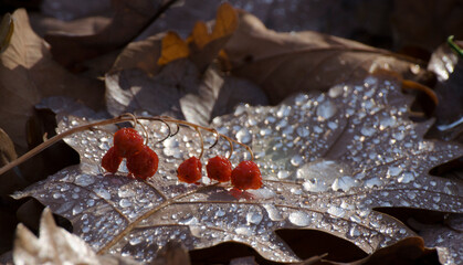 Liście, rosa, jesień 