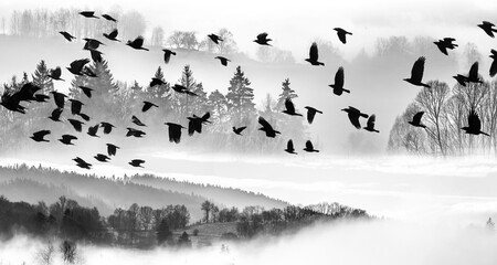 flying birds and morning fog and a forest