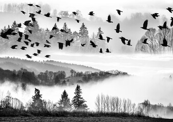 flying birds and morning fog and a forest