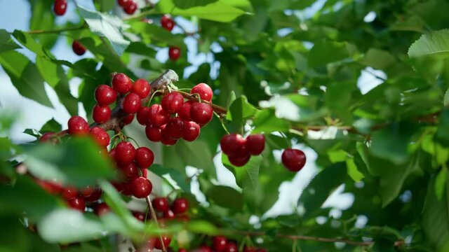 Red berry green leaf branch tree closeup. Countryside raw delicious cherry fruit