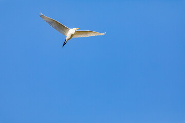 青空の中のシラサギ